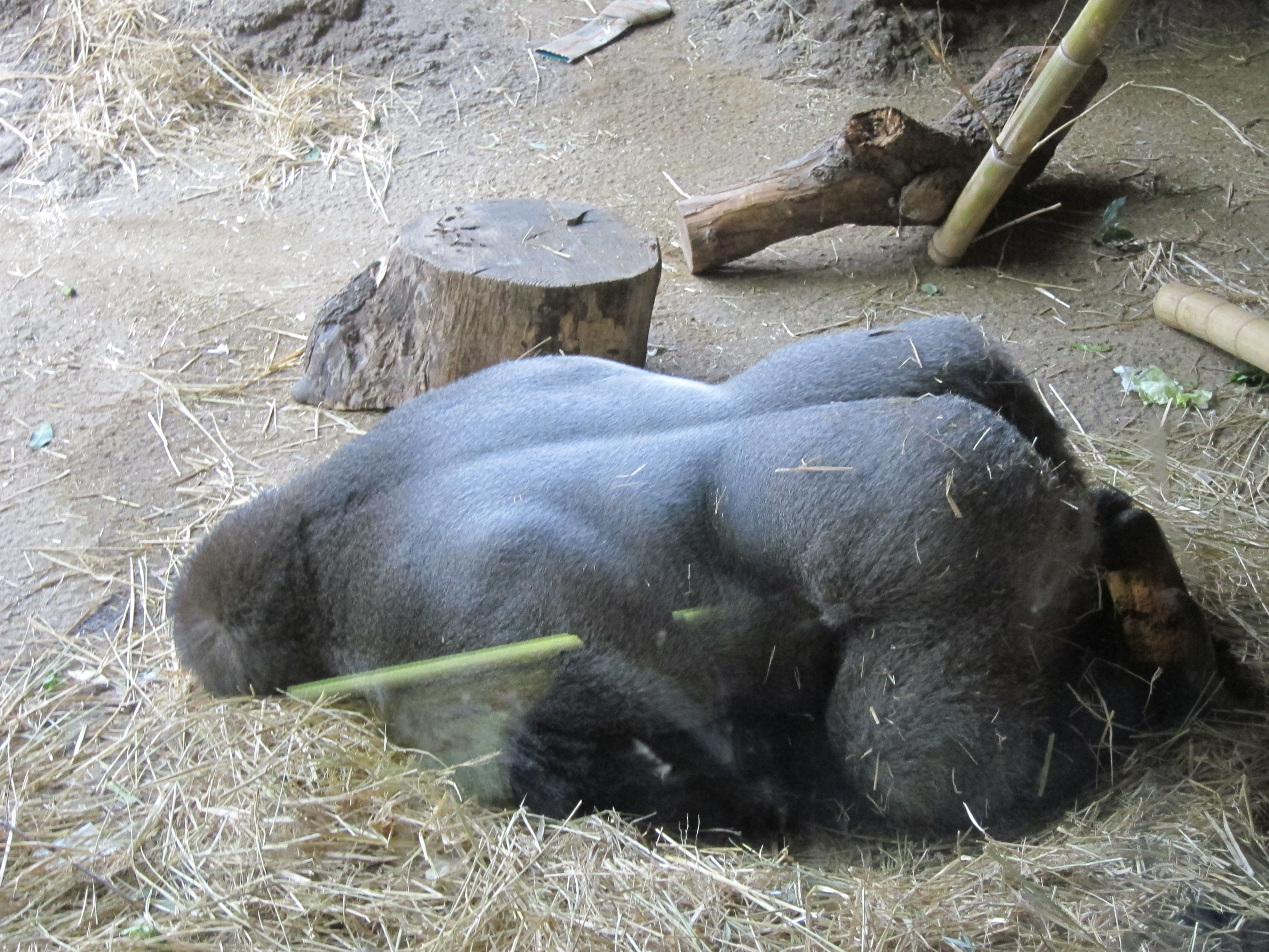 sleeping-gorilla.jpg